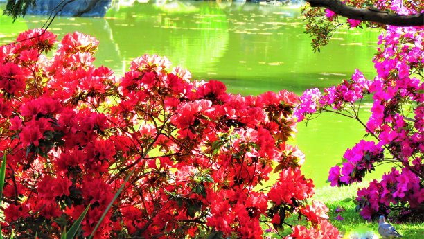 杜鹃花花丛。图片下载