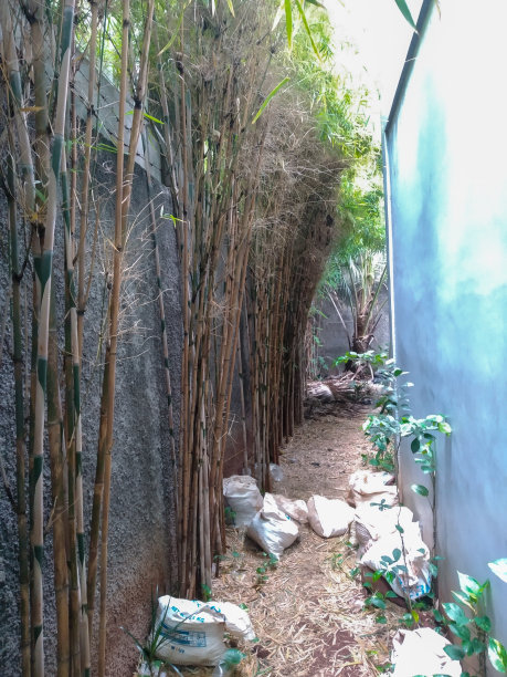 的竹林图片下载