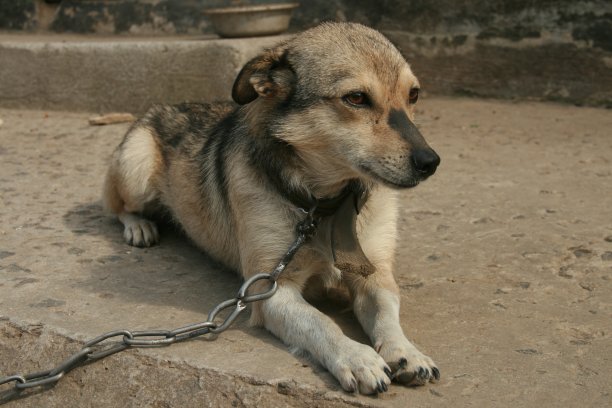 院子里拴着的狗图片下载