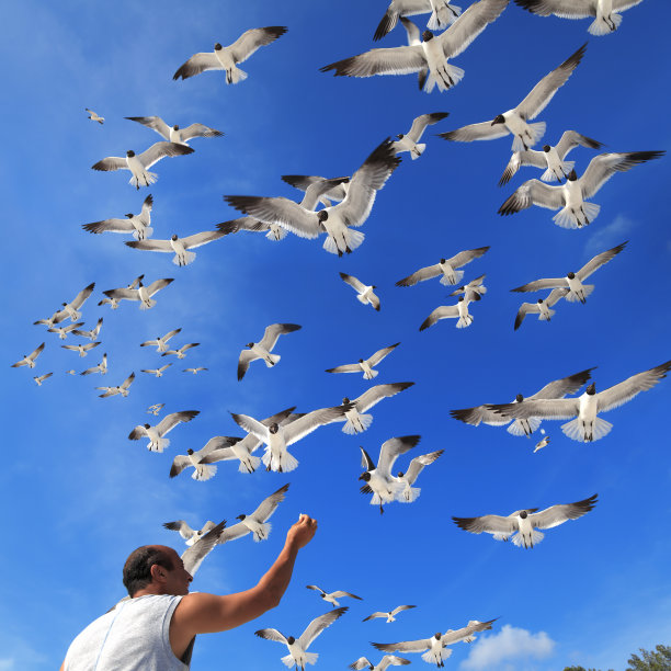 人们在晴朗的蓝天上喂海鸥图片下载