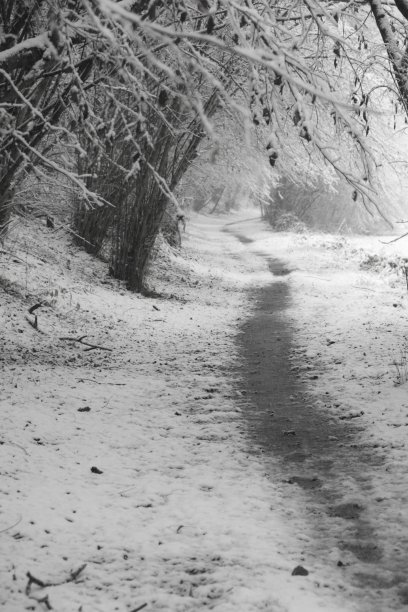 雪林，卡鲁戈，布伦纳，意大利图片下载