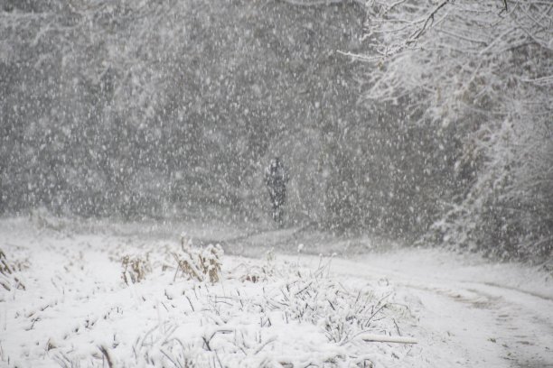 雪林，卡鲁戈，布伦纳，意大利图片下载