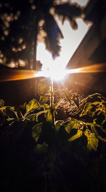 像太阳一样闪耀图片下载