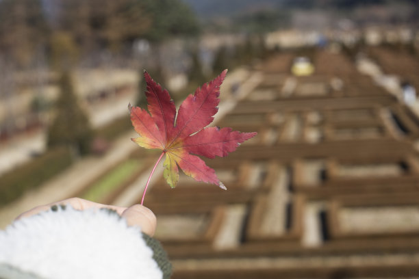 红色的枫叶，在秋树的背景。图片下载