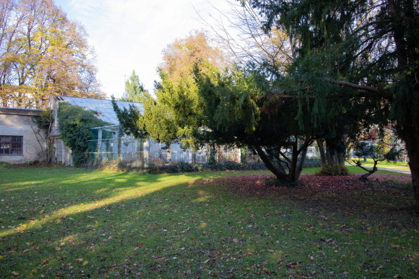 秋天温暖的阳光下公园里的树图片下载