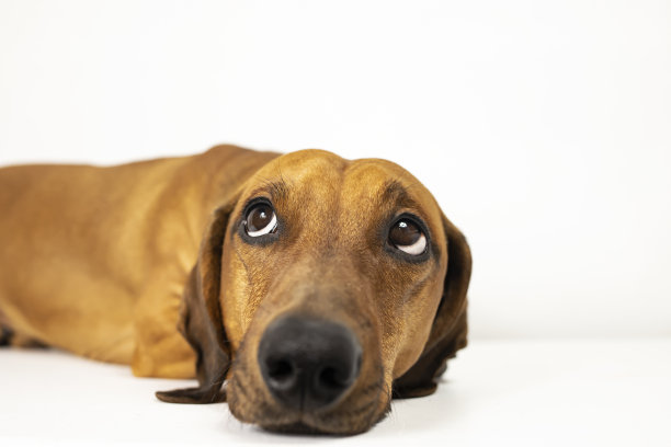 一个特写腊肠狗的肖像，仰面躺在一个白色的背景。图片下载