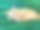 一只猫睡着了图片下载
