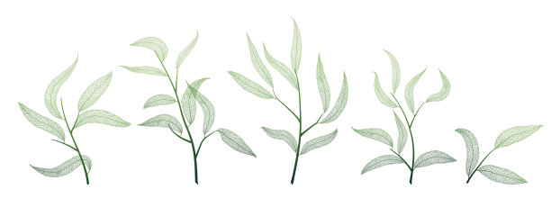 柳叶上白白的。叶静脉。图片下载