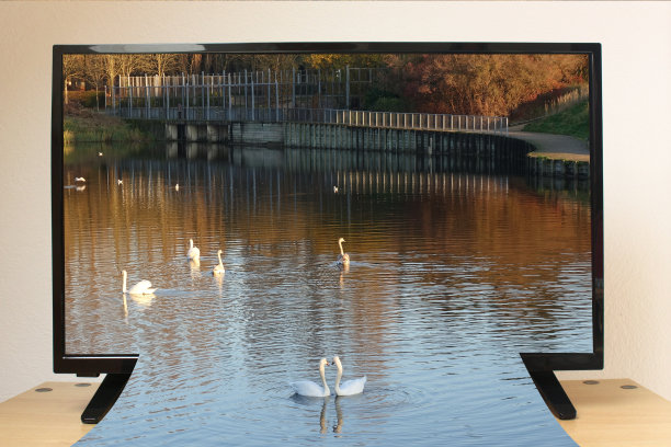 超高清电视，一群天鹅在池塘中游泳，具有浮雕效果，秋季图片下载