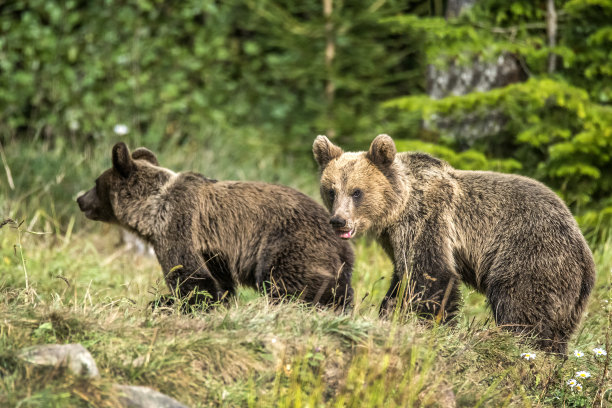 棕熊(Ursus arctos arctos)在欧洲罗马尼亚喀尔巴阡山脉的一片空地上漫步图片下载