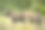 棕熊(Ursus arctos arctos)在欧洲罗马尼亚喀尔巴阡山脉的一片空地上漫步图片下载