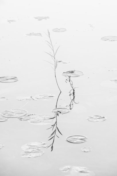 湖中的草和睡莲叶图片下载