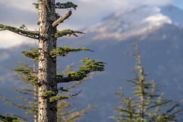 松树与金牛座山的背景，安塔利亚，土耳其图片下载