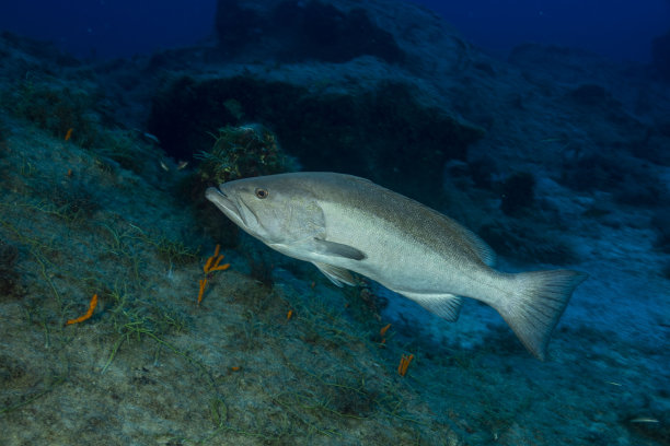 斑驳的石斑鱼图片下载