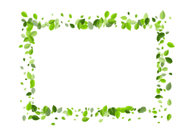 青柠叶飞边新鲜的叶子图片下载