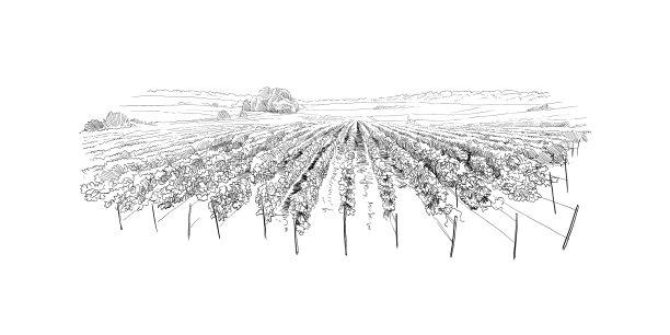 葡萄园景观法国素描设计图片下载