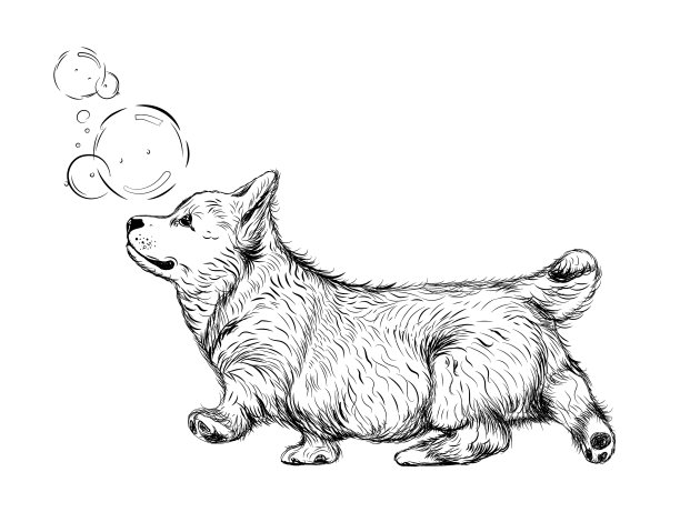 墙上贴着可爱的柯基小狗图片下载