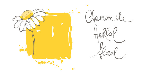 装饰性的雏菊。图片下载