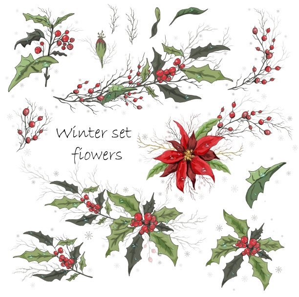 手绘集水珠，孤立的花在一个白色的背景。现实的植物花束。现代元素(一品红，冬青)。节日贺卡和横幅广告。纸张，墙纸，冬季。图片下载