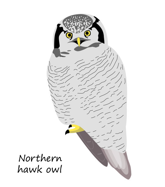 北方鹰鸮孤立在白色背景上图片下载