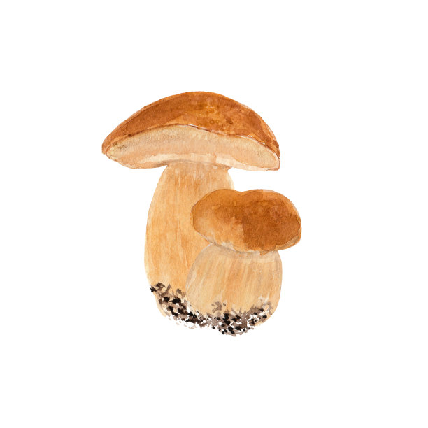 水彩手绘野生森林蘑菇牛肝菌。图片下载