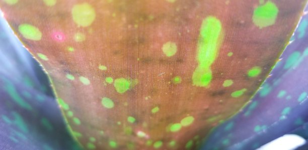 在一片叶子下面图片下载