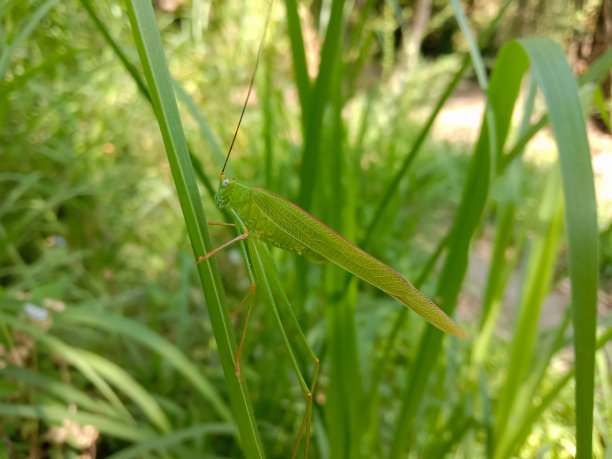 一只长腿的绿色巨型蝈蝈坐在长长的草地上。图片下载