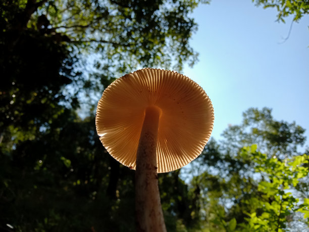 在阳光下抱着野生棕色蘑菇的图片。图片下载