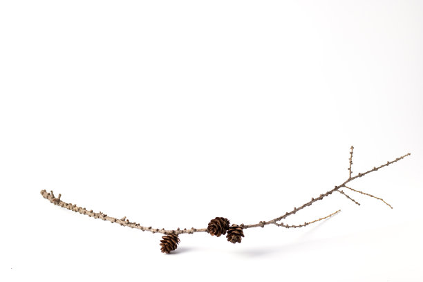 无浪费圣诞，环保礼物包装，环保圣诞概念，简约主义。圣诞和新年概念。有球果作装饰的落叶松树枝图片下载