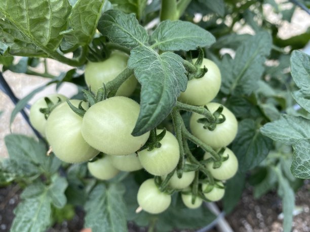 城市花园图片下载