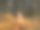一个年轻的金发女人赤裸着肩膀，在秋天的森林里的一丛黄色蕨类植物中图片下载