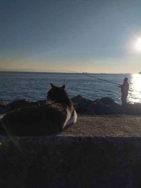 这只猫正在看海图片下载
