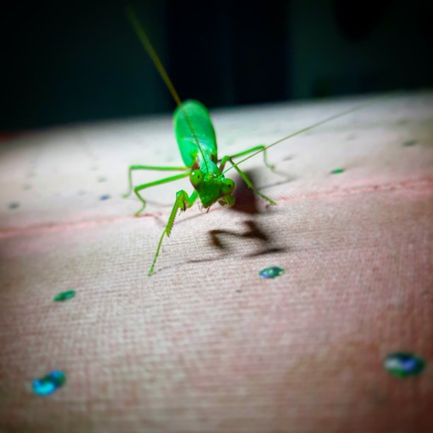 你看我图片下载