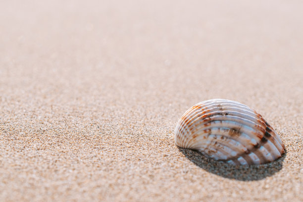 热带背景有贝壳，贝壳上有热带沙滩。暑假度假概念设计。图片下载