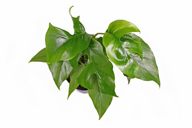 一种热带小室内植物，白色背景上有孔的叶子图片下载