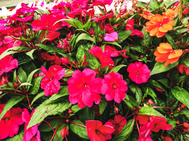 粉红色的花合上了图片下载