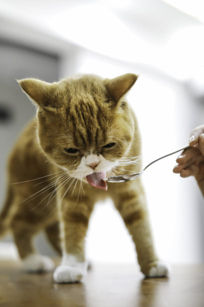 猫咪用勺子喝牛奶图片下载