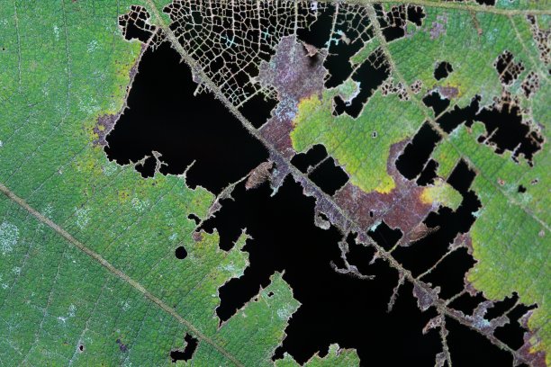 叶子有洞图片下载