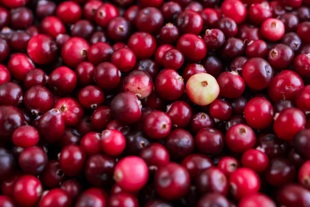 成熟新鲜蔓越莓为天然，食品，浆果背景。图片下载