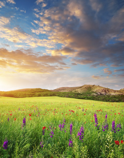 春天的草地图片下载