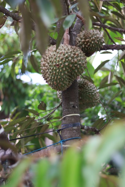 榴莲图片下载