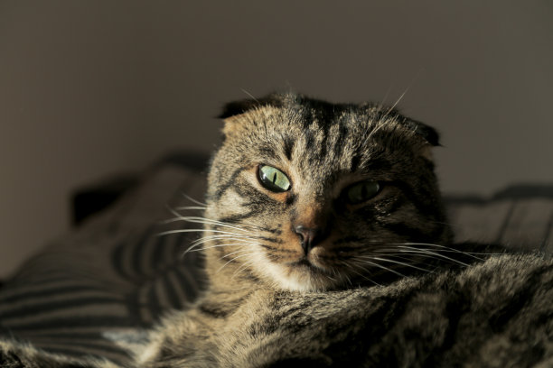 垂耳猫正躺在阴影里的沙发上。图片下载