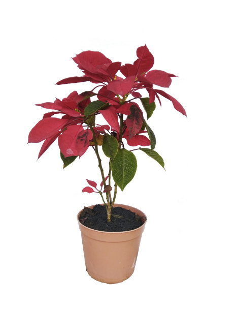 一品红花盆白色背景图片下载