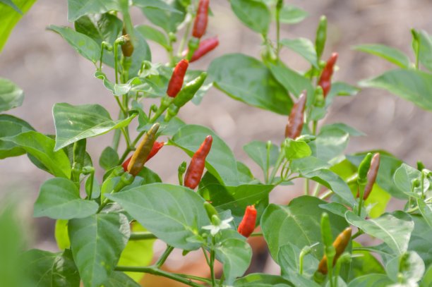 蔬菜园里的新鲜辣椒树图片下载