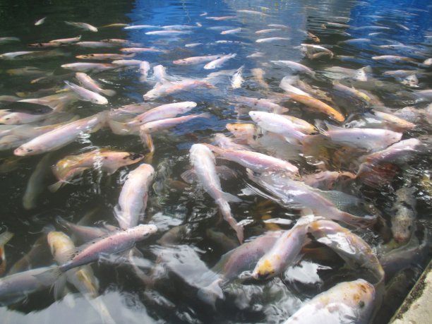 罗非鱼钓鱼图片下载