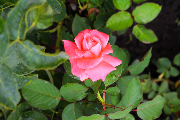 漂亮的粉色玫瑰图片下载