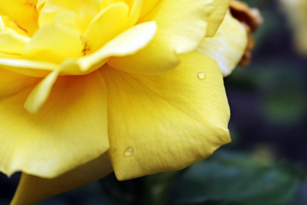 美丽的黄玫瑰照片，近距离拍摄的水滴在黄玫瑰的花瓣上图片下载