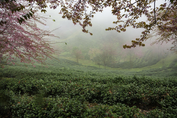 美丽的樱花盛开在越南沙巴的茶山图片下载