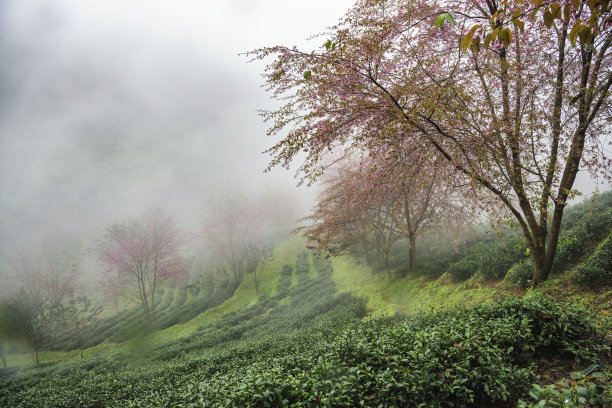 美丽的樱花盛开在越南沙巴的茶山图片下载