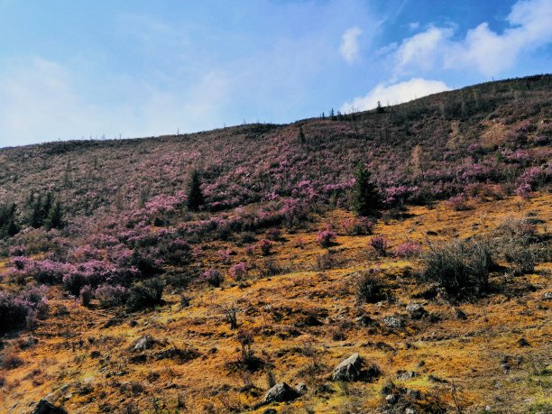山上盛开着粉红色的花。图片下载